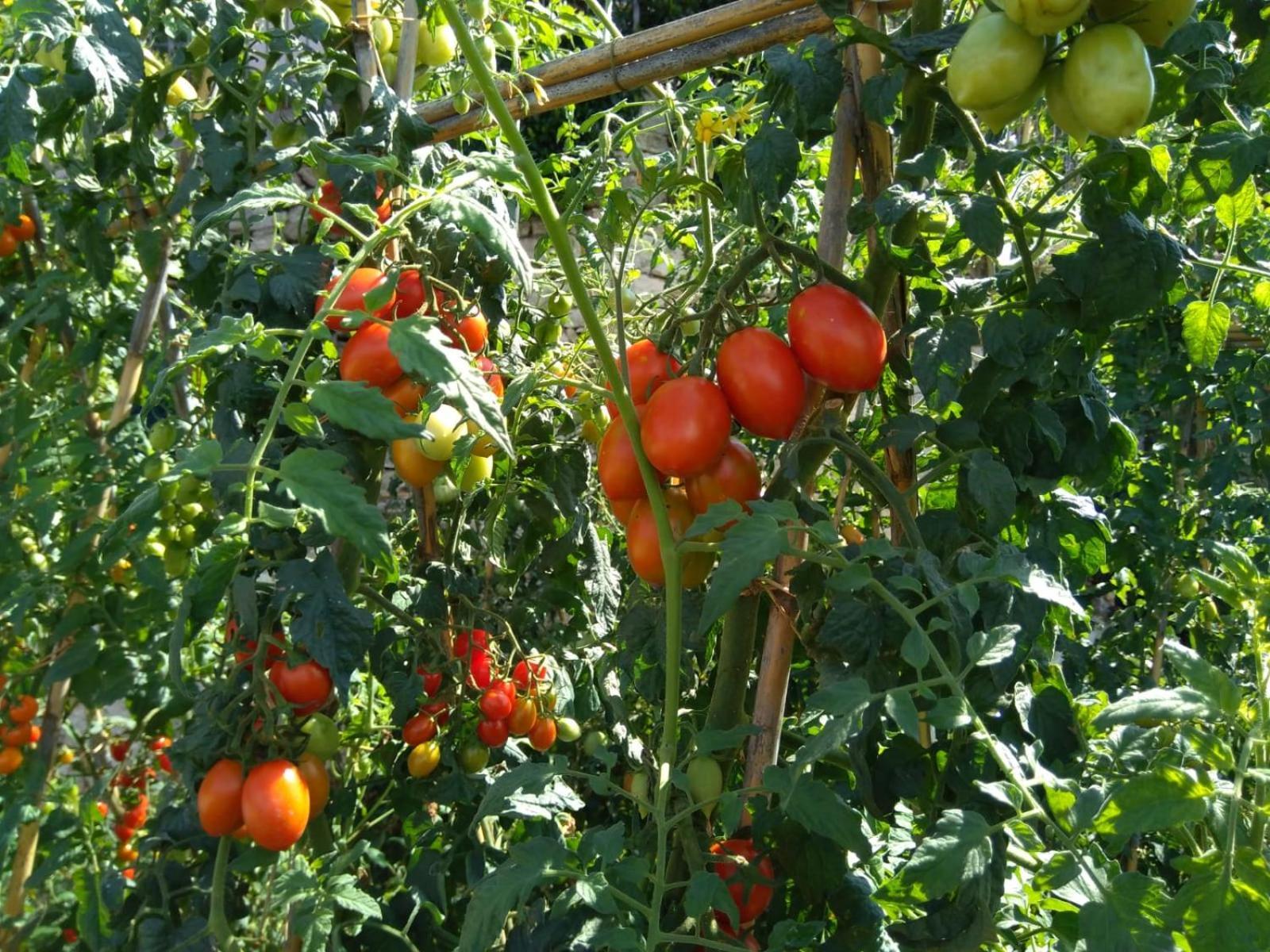 Agriturismo Caruggiu Di Via Vecchia Orco Feglino Εξωτερικό φωτογραφία