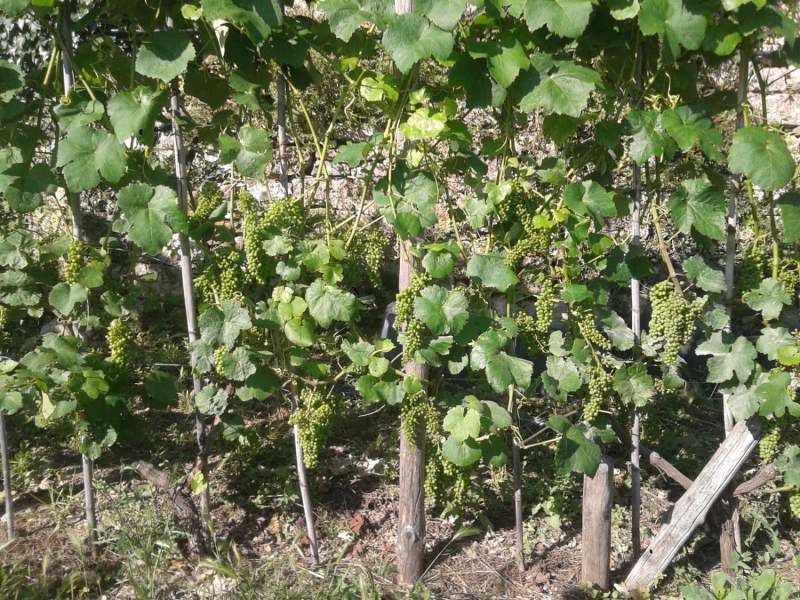 Agriturismo Caruggiu Di Via Vecchia Orco Feglino Εξωτερικό φωτογραφία